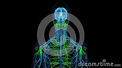 Brain Sending Signals to all parts of the body Stock Photo